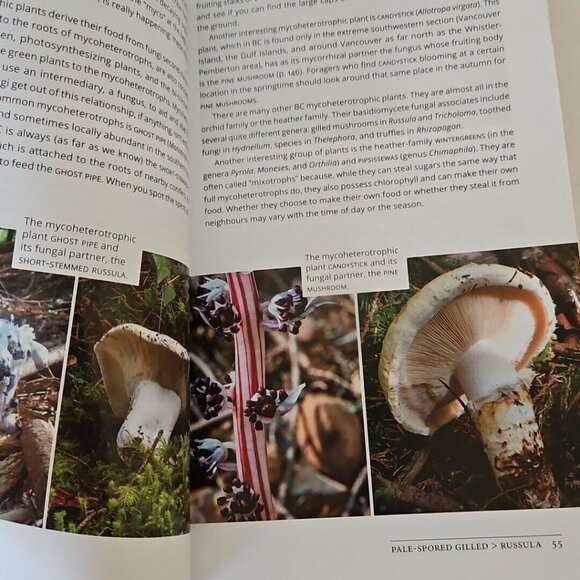 Mushrooms of British Columbia Field Guide Identification Handbook MacKinnon Andy - Picture 12 of 16